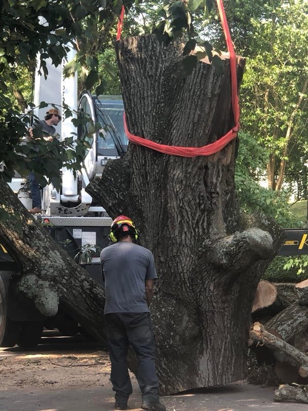 Crane-assisted tree removal with professional rigging equipment