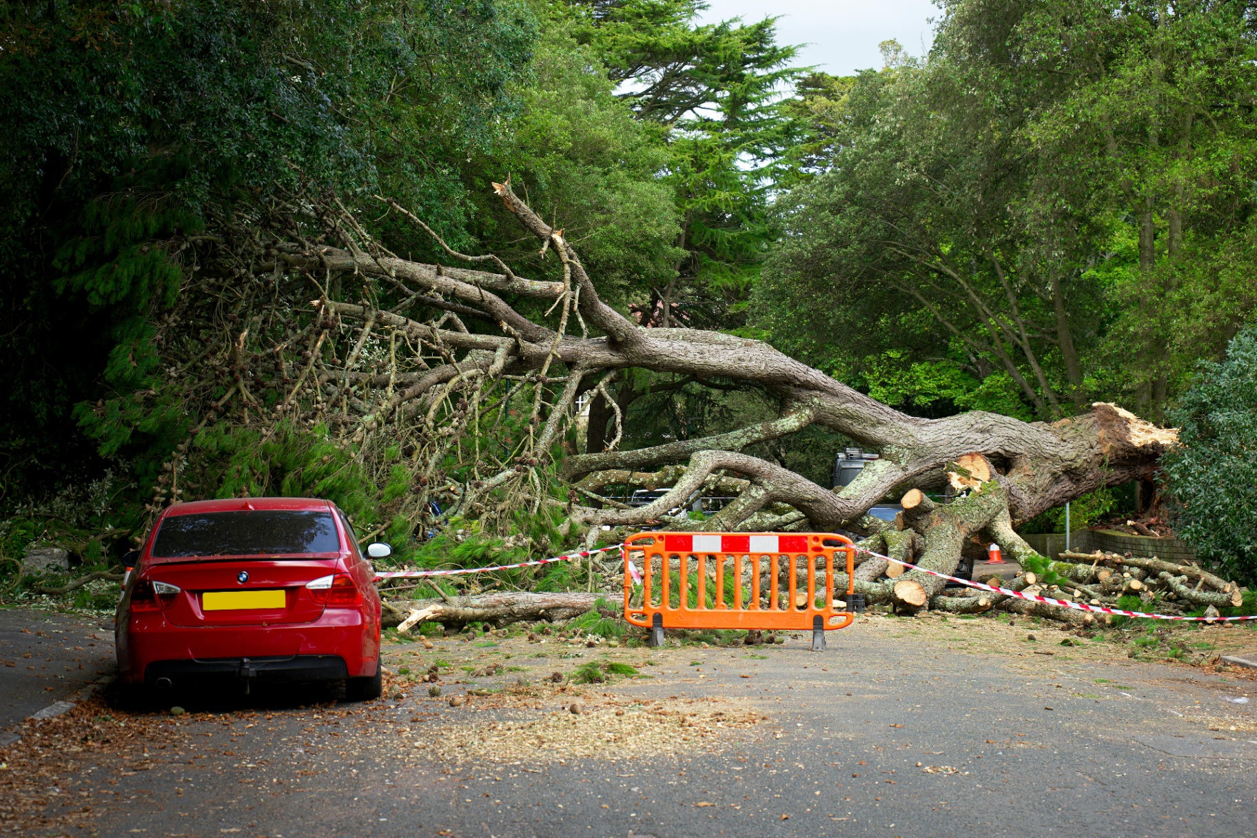 Emergency tree removal after storm damage