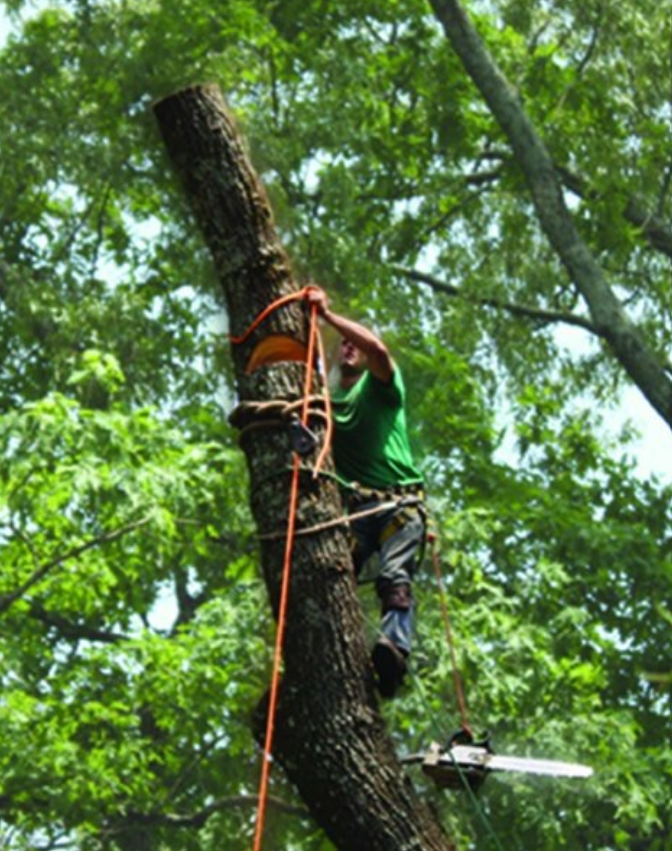Professional arborist scaling tree with safety equipment