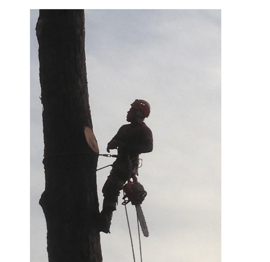 Professional tree climber safely harnessed to tree in Atlanta