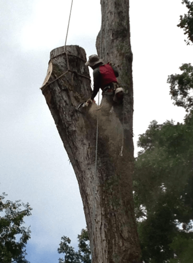 Arborist cutting large tree trunk in the middle section