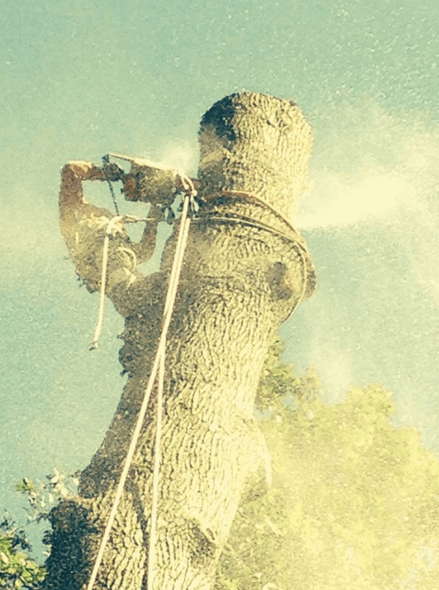 Sawdust cloud during professional tree cutting operation