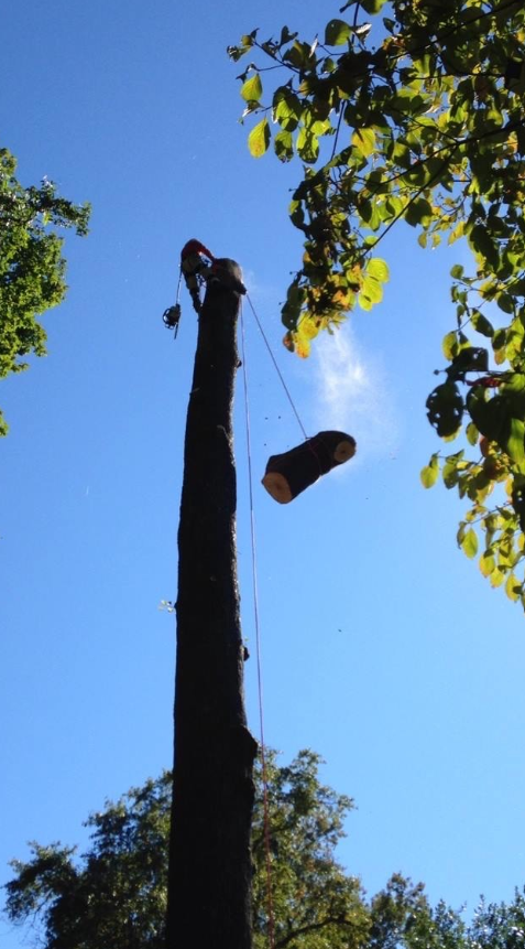 Tree removal service - cutting tall tree in Atlanta